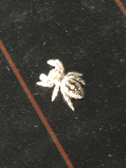 Salticidae