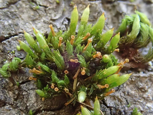 Slender Bristle-moss (Orthotrichum tenellum)