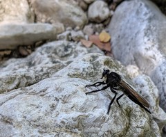 Promachus painteri