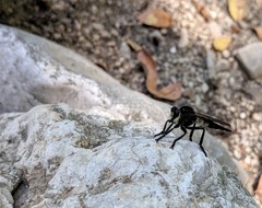 Promachus painteri