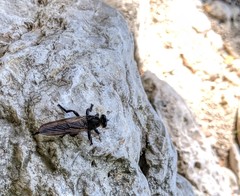 Promachus painteri