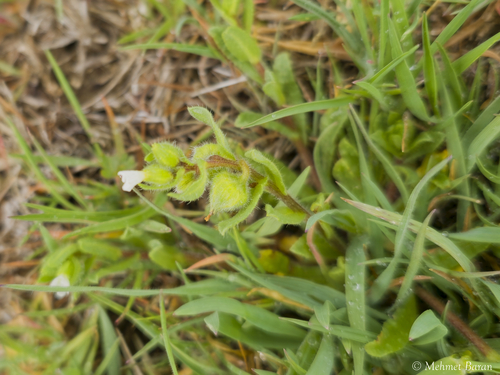 Nonea echioides, 2025-03-31
