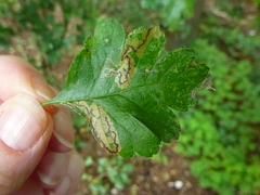 Phyllonorycter oxyacanthae