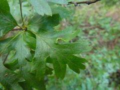 Phyllocoptes goniothorax