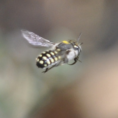 Anthidium maculosum