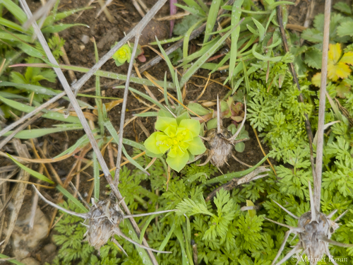 Sun spurge