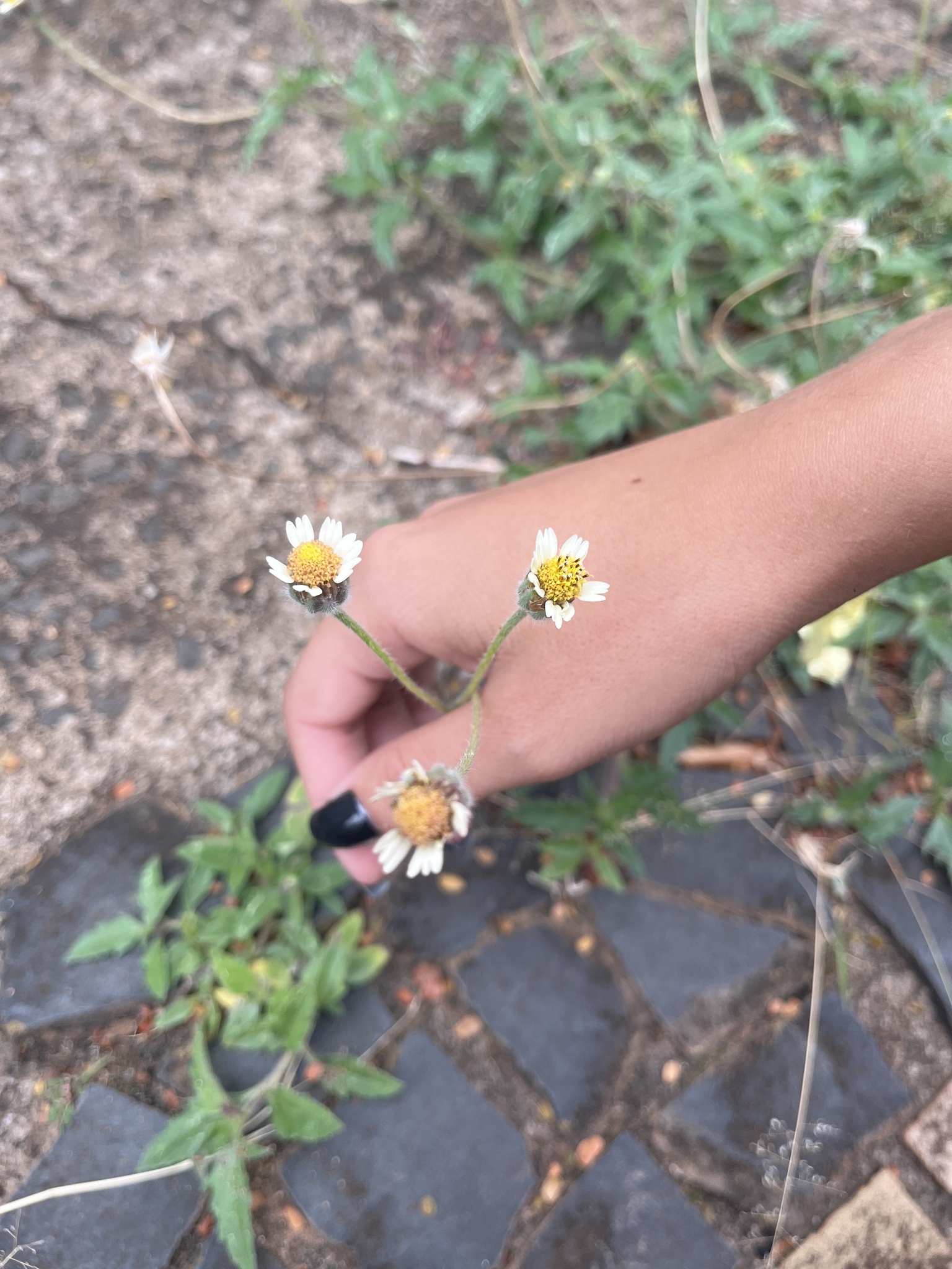 Tridax procumbens