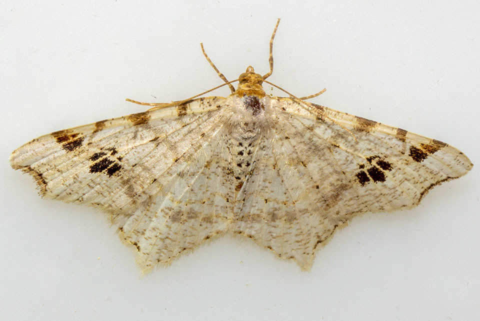 Common Angle