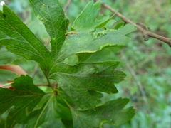 Phyllocoptes goniothorax