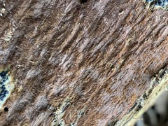 Fuscoporia ferruginosa