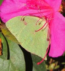 Phoebis neocypris
