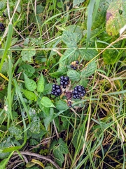 Rubus tuberculatus