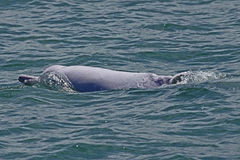 Sousa chinensis