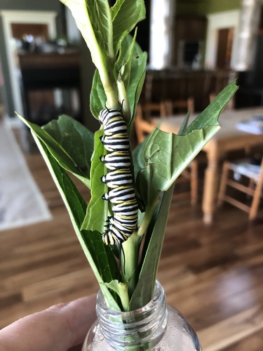 Monarch photographed in Montana