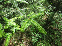 Abies guatemalensis