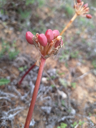 Image of Haemanthus barkerae by (c) Adele SL, some rights reserved (CC BY)