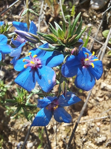 Image of Lysimachia monelli by (c) David Pereira, some rights reserved (CC BY)