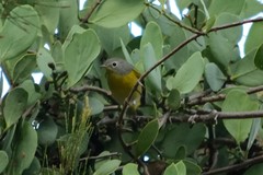 Leiothlypis ruficapilla