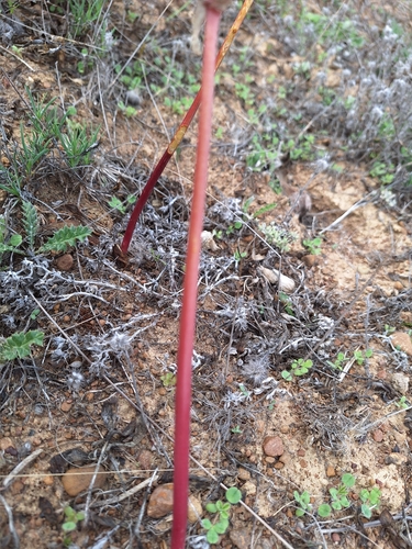 Haemanthus barkerae
