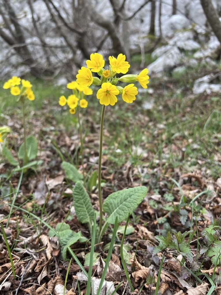 Primula veris, BA