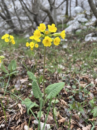 Primula veris