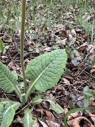 Primula veris