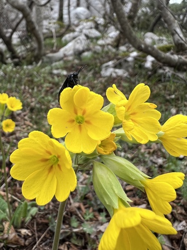 Primula veris