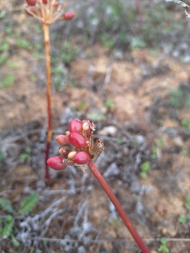 Haemanthus barkerae (Haemanthus barkerae)