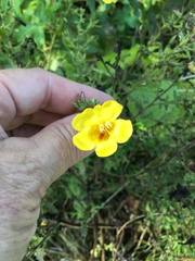 Aureolaria pectinata