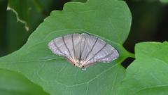 Orudiza protheclaria