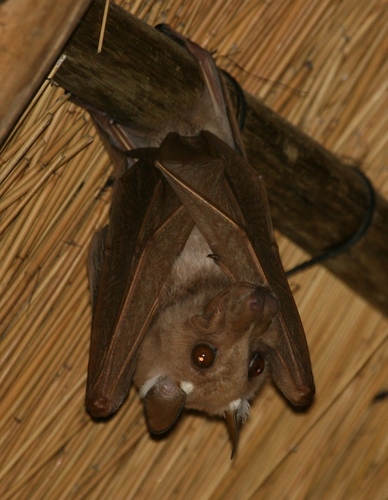 Peters's Epauletted Fruit Bat