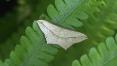 Timandra convectaria