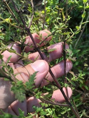 Aureolaria pectinata