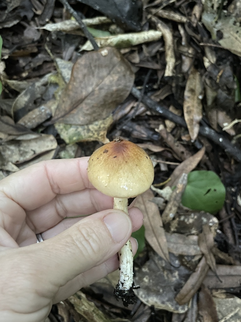 Limacella pitereka · April 2025 · photo: © lisa_bennett (iNaturalist, cc-by)