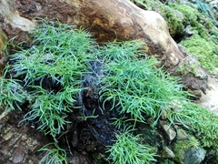 Moehringia muscosa