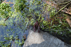 Procambarus clarkii