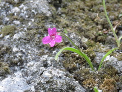 Pinguicula calderoniae