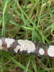 Peniophora meridionalis