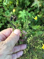 Aureolaria pectinata