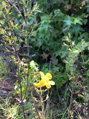 Aureolaria pectinata