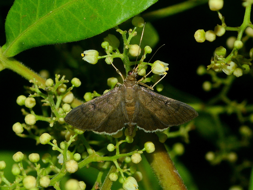 Eggplant Webworm Moth