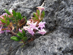 Vesalea coriacea
