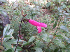 Salvia buchananii