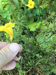 Aureolaria pectinata