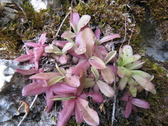 Pinguicula martinezii