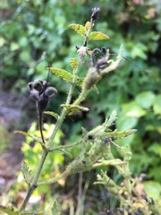 Aureolaria pectinata