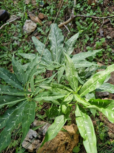 Image of Dracunculus vulgaris by (c) chris_sherlock, some rights reserved (CC BY)
