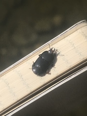 Hololepta