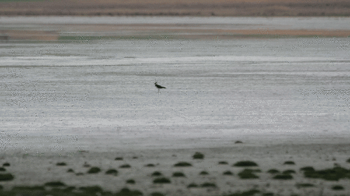 Northern Lapwing