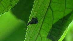 Luma sericea